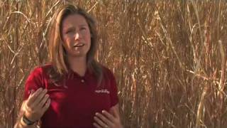 Miscanthus: When Do I Harvest?