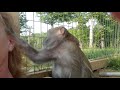 love taps and macaque slaps by bugs bullock