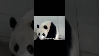 大熊猫太聪明了！奶妈问他吃不吃东西，它点头示意 #大熊猫 #panda #animals