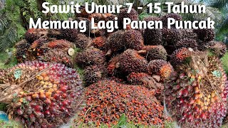 oil palm Age 7-15 years old, peak harvest, 2 trucks a day