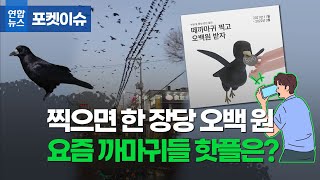 사진 찍으면 500원…도심 점령한 겨울 불청객의 정체/ 연합뉴스 (Yonhapnews)