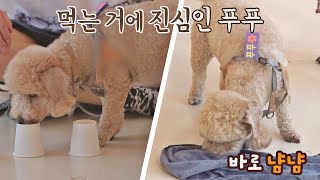 간식에 진심♥ 숨긴 간식도 바로 찾아내는 푸푸🔥 펫키지(petkage) 2회 | JTBC 210902 방송