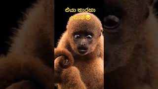 වෙන කිසිම රුවක් පතන්නේම නෑලු😭😞  subscribe කරන්න. #youtube #animals #shorts