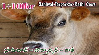 సాహివాల్ ఆవులు అమ్మకానికి | Shahiwal Cow Sale Market | Shahiwal Cows Sale Info @Kisaninfo999