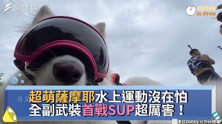 超萌薩摩耶水上運動沒在怕 全副武裝首戰SUP超厲害！