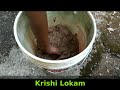 കദളി വാഴ കൃഷി ചെയ്യുമ്പോള്‍ vazha krishi tips in malayalam