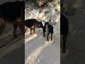 German shephard vs street dog fighting at jungle