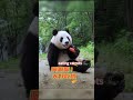 大熊猫吃不吃胡萝卜？嘎嘣脆的声音太治愈了！#panda