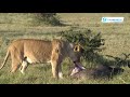 My Magical Kenya Ep 31: Get close to the wild at Hemingways Ol Seki in Mara