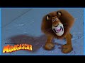 Alex throws a Tantrum | DreamWorks Madagascar