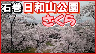 石巻【日和山公園】桜満開 2022.4.18