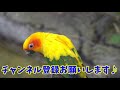 【癒し】可愛い動物たちに癒されよう＃6【かわいい】