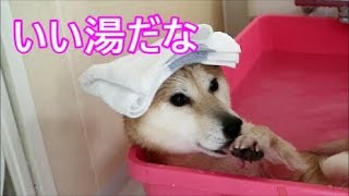 柴犬小春　お風呂が気持ち良すぎた柴犬！Shampoo ！ Shibainu Koharu takes a bath!