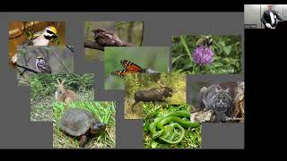 NESAF Talk: Wildlife, Habitat \u0026 Forest Resilience