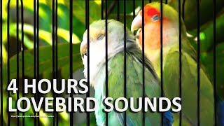 Peach-Faced Lovebird Sounds 4 Hours - Seagreen \u0026 Wild Green