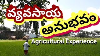 వ్యవసాయం || వ్యవసాయ అనుభవం || రైతుల వ్యవసాయ పనులు || వరి చేను సాగు | రైతు నేస్తం || పొలం పనులు ||