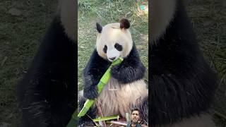 Maa Aapke backe ko😱👹 #panda #amazingfacts #animals #interestingfacts #factsinhindi #trending #new