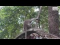 indian monkey bonnet macaque kerala athirappally forrest