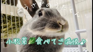 【ミニうさぎ】初の小松菜にご満悦のうさぎさんの様子♪