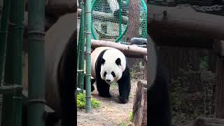 摇头晃脑跑了 #一方水土养一方熊猫 #panda #萌宠 #来这吸熊猫#北京动物园 #萌兰么么儿