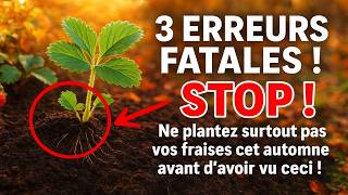 STOP ! Ne plantez surtout pas vos fraises cet automne avant davoir vu ceci ! 3 erreurs fatales qui