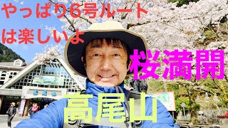 桜満開の高尾山　めっちゃ天気いいし気持ちいい