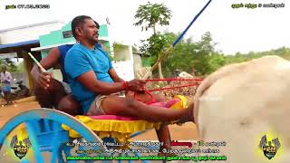 ETSS reckla race - அமராவதி புதூர் (சின்னமாடு முதல் சுற்று-07.03.2023) bulls race