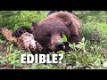 What Does Bear Meat Taste Like? Catch and Cook