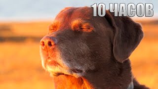 Cooked Dog | 10 ЧАСОВ