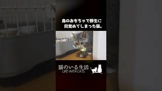 鳥のおもちゃで野生の本能が目覚めてしまった猫。 #Shorts