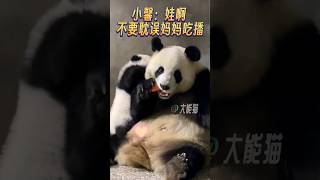 小馨吃播带娃两不误😊 不愧是吃播一姐😍 #国宝大熊猫 #giantpandas