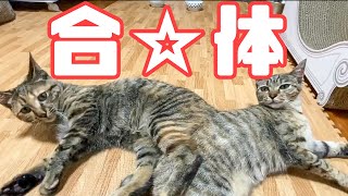 猫たちが急に合体して猫団子になりました【保護猫】