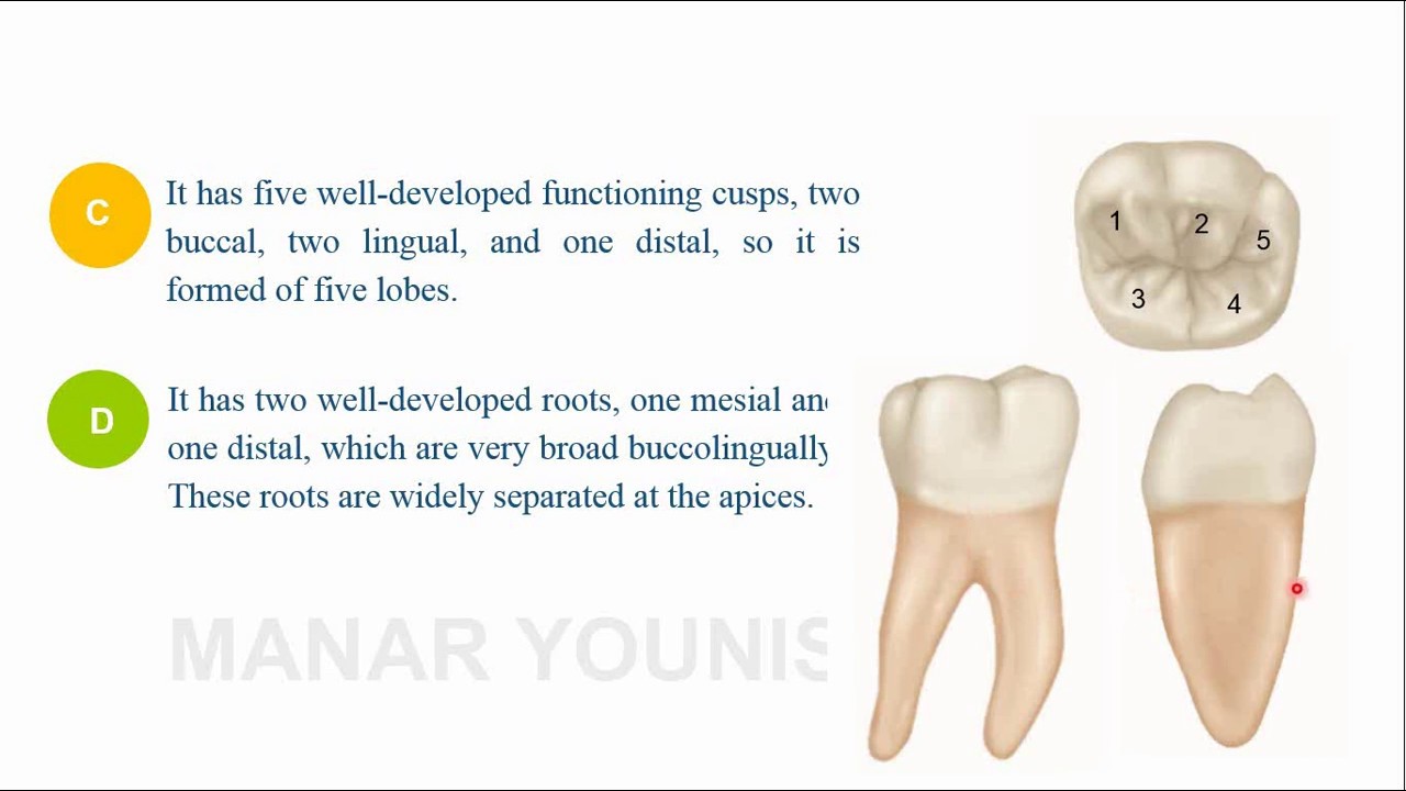 Primary Mandibular First Molar Anatomy Mandibular First Molar Ppt