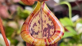 Nepenthes grow tent , let’s see what’s new part 1