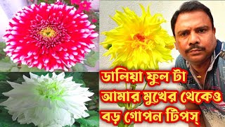 Dahlia Flower Growing Tips, ডালিয়া ফুল টা আমার মুখের থেকেও বড়, কি করে সম্ভব জেনেনিন