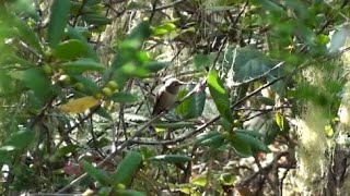 Rufous Hummingbird – Female feeding on nectar from California Coffeeberry flowers