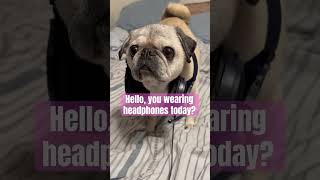 A dog wearing headphones! #dog #pug #funny #pugnation