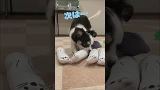 100均のおもちゃの魅力に取り憑かれたミックス犬　#shorts