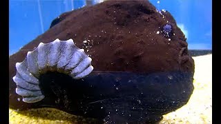 オオモンカエルアンコウ　Commerson's frogfish　Antennarius commerson