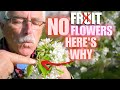 8 reasons WHY your Fruit Tree isn’t PRODUCING FRUIT/FLOWERS