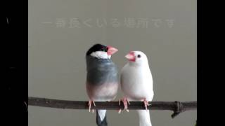 文鳥の止まり木を作りました＜ごまとさら＞