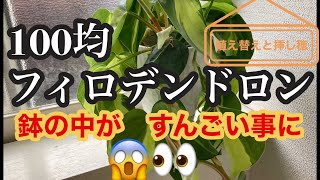 #100均　フィロデンドロン 🪴鉢の中がすんごい事に😱👀　##フィロデンドロン 植え替えと挿し穂🌿