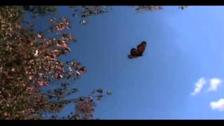 Scientists solve Monarch butterfly navigation mystery