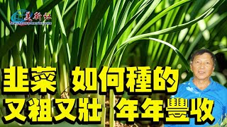 韭菜這樣種，越長越粗，年年大豐收，全家可吃20年。