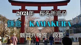 旅blog/ 2021年春 鎌倉桜名所巡り　鶴岡八幡宮　段葛