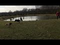 guess which belgian dog is faster malinois and groenendael