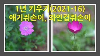 1년 키우기(21-16) - 애기쥐손이와 와인컵쥐손이. A picture of the Bloody geraneum \u0026 Winecup  growing in on year.