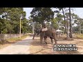 হঠাৎ হাতি মামার দেখা elephant big subscribe