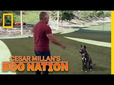 Learning Control | Cesar Millan's Dog Nation Learning Control | Cesar Millan's Dog Nation