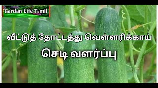 வீட்டுத் தோட்டத்து வெள்ளரிக்காய் 🥒செடி வளர்ப்பு cucumber 🥒plant how to grow  gardenlifeTamil